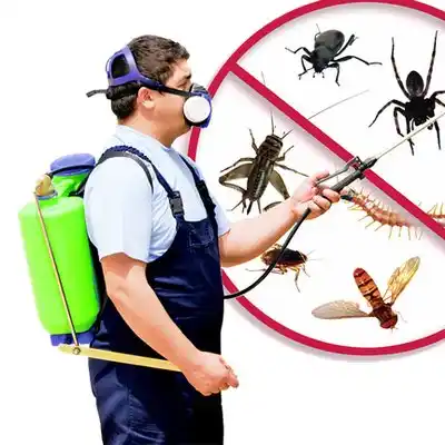 pest control Olla